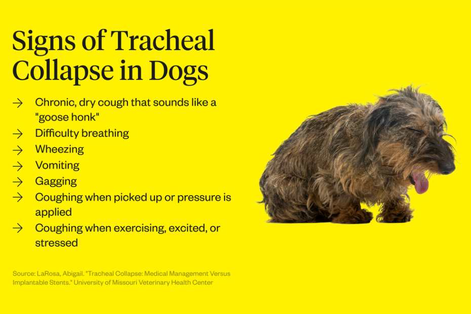 Tracheal Collapse In Dogs: Signs, Causes, Treatment, And More | Dutch