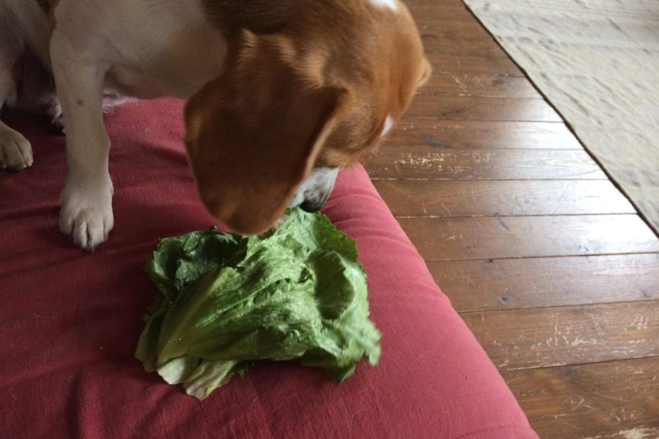 Can Dogs Eat Cabbage? - Whole Dog Journal