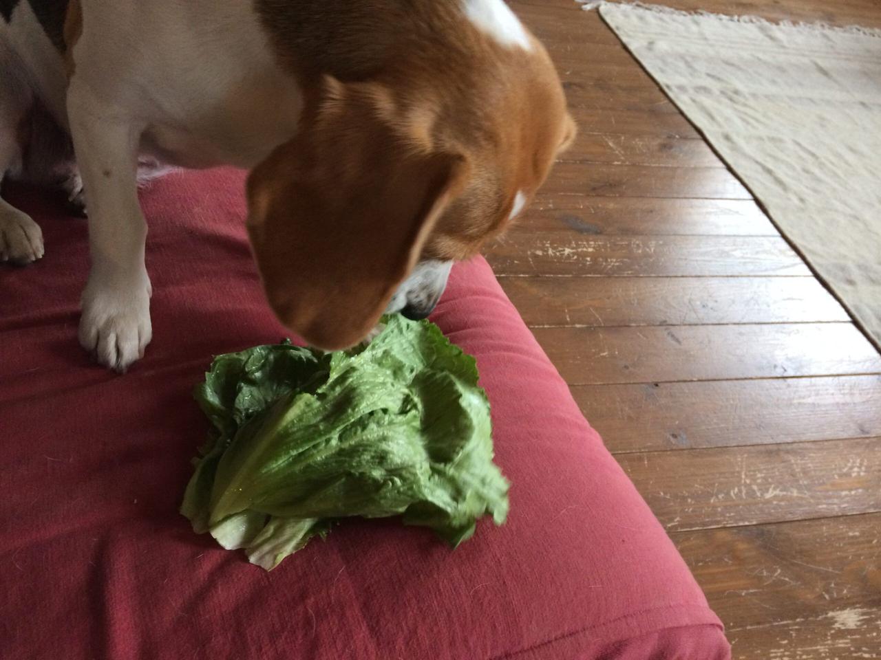 Can Dogs Eat Cabbage? - Whole Dog Journal