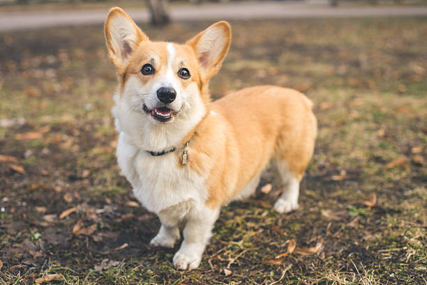Corgis Everything You Need To Know About This Dog Breed -
