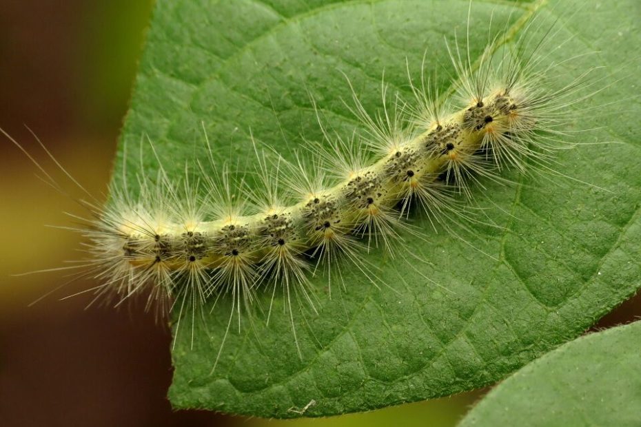 11 Natural Ways To Get Rid Of Fall Webworms - Dre Campbell Farm