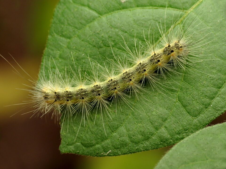 11 Natural Ways To Get Rid Of Fall Webworms - Dre Campbell Farm