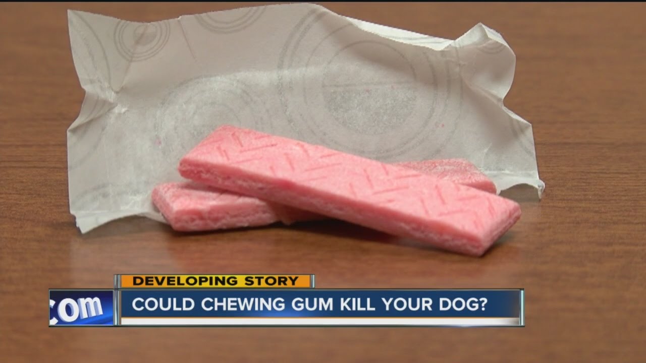 Could Chewing Gum And Peanut Butter Kill Your Dog? - Youtube