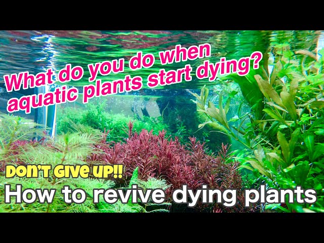 How To Revive Dying Plants「Ada Nature Aquarium,Tropical Fish,Techniques For  Beginners The Maiking - Youtube