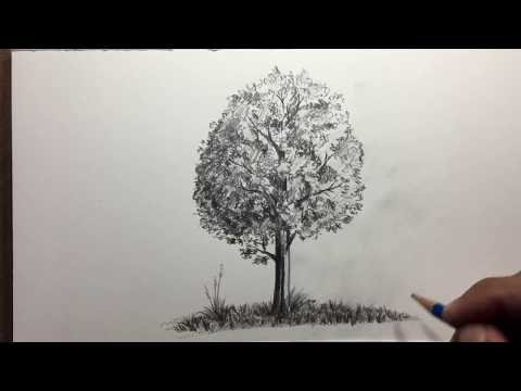 ฝึกวาดรูปต้นไม้ด้วยดินสอ